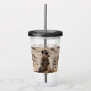 Search for beach tumblers Wildlife