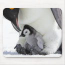 Search for emperor mousepads Animal