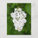 Search for fragrant postcards Garden