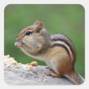 Search for chipmunks stickers Wildlife
