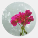 Search for geraniums stickers Photography