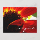 Search for red daisy postcards Photography