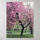 Search for cherry blossom tree posters Photography