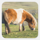 Search for pasture stickers Animal