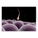 Search for fertilisation Human fertility