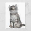 Search for curled postcards Feline