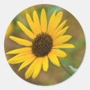 Search for kansas flower stickers Brown