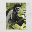 Search for black monkey postcards White
