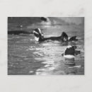 Search for black and white penguin postcards Ocean