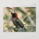 Search for anna Hummingbird