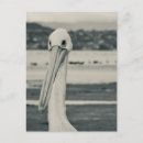 Search for white pelican postcards Pelicans