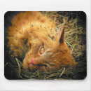 Search for rolling mousepads Cat