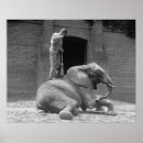 Search for zoos posters Retro