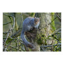 Search for squirrel in a tree art Grey