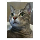 Search for ozzi Kitten