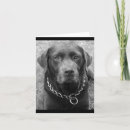 Search for chocolate labrador cards Brown