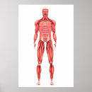 Search for muscular anatomy posters Front view