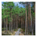 Search for pines posters Evergreen