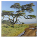 Search for acacia tiles Adam jones