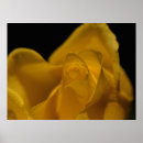 Search for rose macro posters Petals