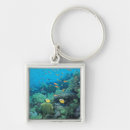 Search for fish swimming key rings Nature