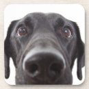 Search for black labrador coasters Animal