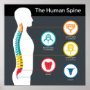 Search for orthopaedic posters Chiropractic