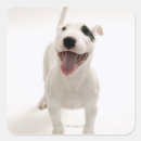 Search for joyful design stickers Animal