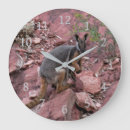 Search for wallabies Animal