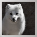 Search for buddy posters Furry