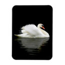Search for cygnus magnets Swan