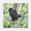 Search for species magnets Ape