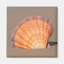 Search for crete magnets Ocean