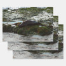 Search for seal wrapping paper Wildlife