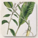 Search for herbal coasters Blackwell