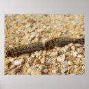 Search for parasite posters Insect