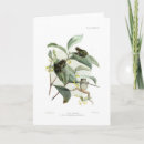 Search for tree frogs cards Amphibian