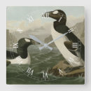 Search for auk Bird