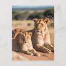 Search for lioness postcards Nature