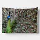 Search for peacocks accessories Birds