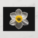 Search for flower bulbs postcards Botany