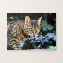 Search for bengal cat puzzles Wild