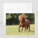 Search for shetland ponies postcards Bob langrish