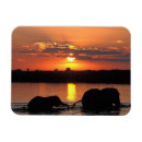 Search for herding magnets Animal