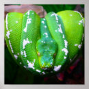 Search for snake posters Wildlife