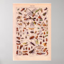 Search for insectes posters Vintage