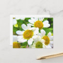 Search for little flowers postcards Daisies