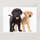 Search for black labrador retriever postcards Puppy
