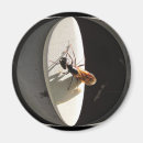 Search for exterminator magnets Bugs