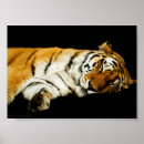 Search for orange and black stripes posters Big cat